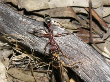 Myrmecia brevinoda photo 143