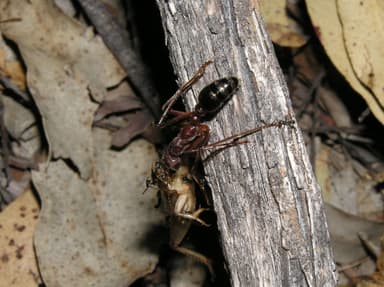 Myrmecia brevinoda photo 144