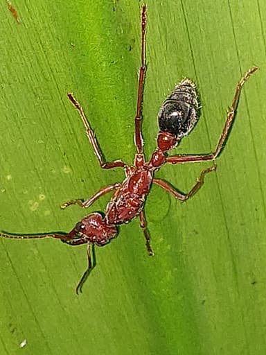 Myrmecia brevinoda photo 151