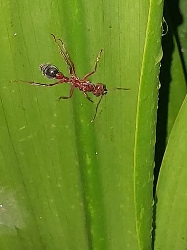 Myrmecia brevinoda photo 152
