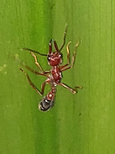 Myrmecia brevinoda photo 153