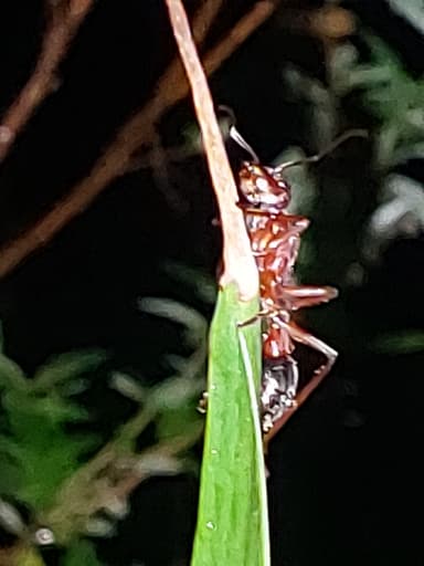 Myrmecia brevinoda photo 155