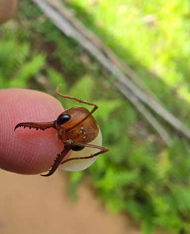 Myrmecia brevinoda photo 156