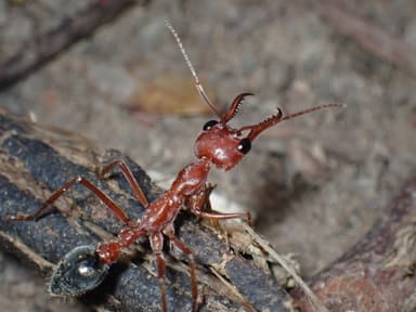 Myrmecia brevinoda photo 159