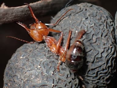 Myrmecia brevinoda photo 166