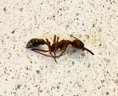 Myrmecia brevinoda photo 170