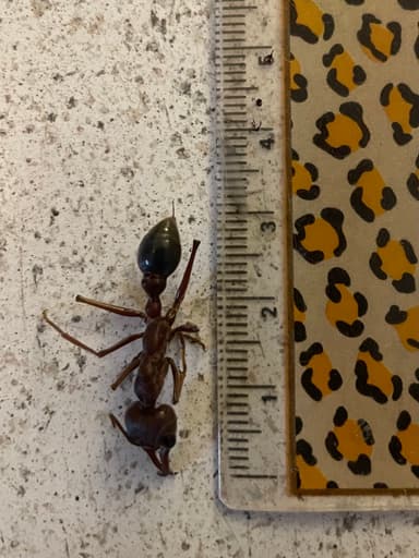 Myrmecia brevinoda photo 171