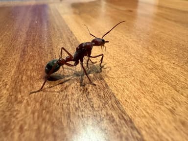 Myrmecia brevinoda photo 172