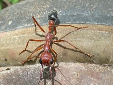 Myrmecia brevinoda photo 175