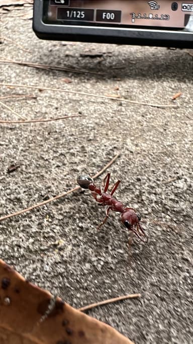 Myrmecia brevinoda photo 178