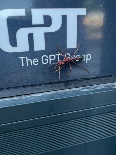 Myrmecia brevinoda photo 180