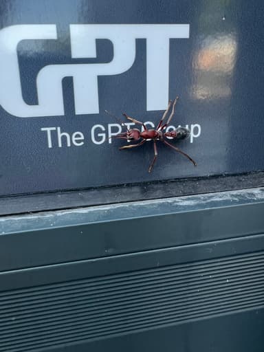Myrmecia brevinoda photo 181