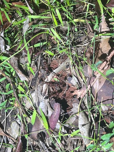 Myrmecia brevinoda photo 183
