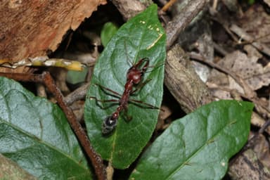 Myrmecia brevinoda photo 186