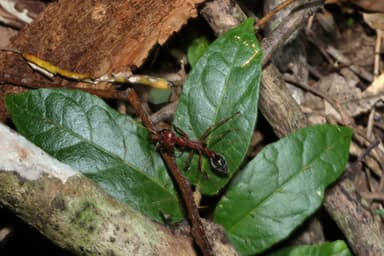 Myrmecia brevinoda photo 187