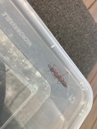 Myrmecia brevinoda photo 190