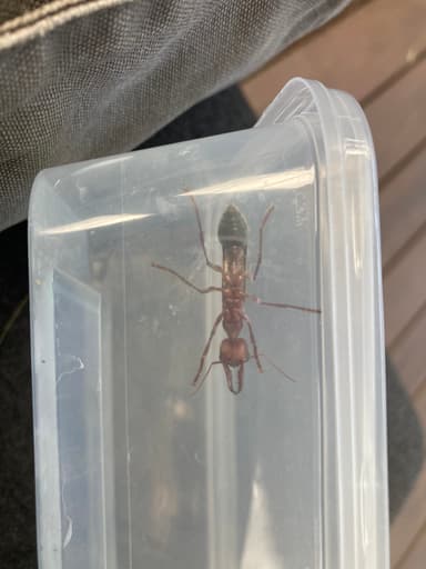 Myrmecia brevinoda photo 191