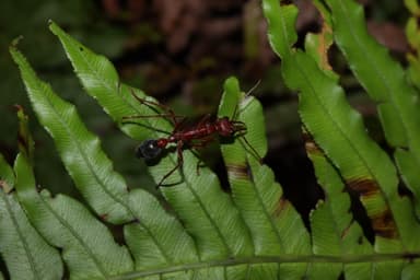 Myrmecia brevinoda photo 192