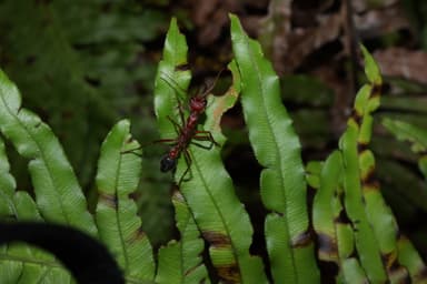 Myrmecia brevinoda photo 193