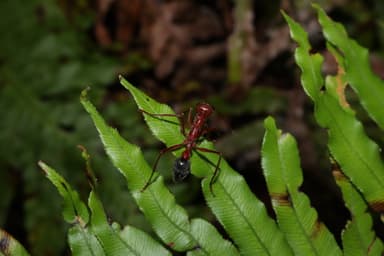 Myrmecia brevinoda photo 194