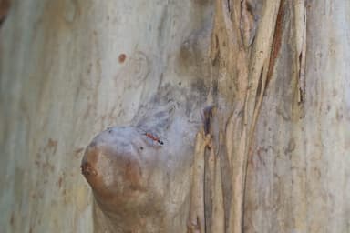 Myrmecia brevinoda photo 196
