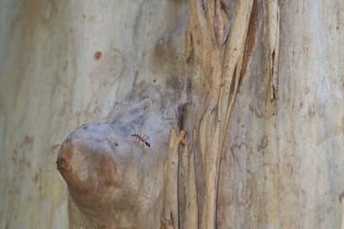 Myrmecia brevinoda photo 197