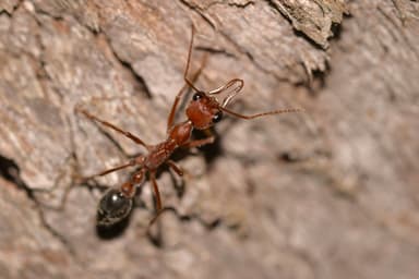 Myrmecia brevinoda photo 204