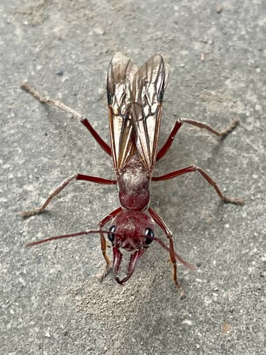 Myrmecia brevinoda photo 209