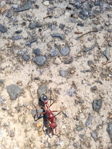 Myrmecia brevinoda — queen photo 214