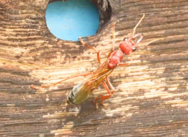 Myrmecia brevinoda photo 216