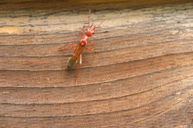 Myrmecia brevinoda photo 217