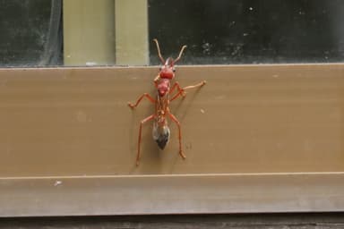 Myrmecia brevinoda photo 218