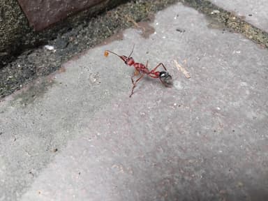 Myrmecia brevinoda photo 219