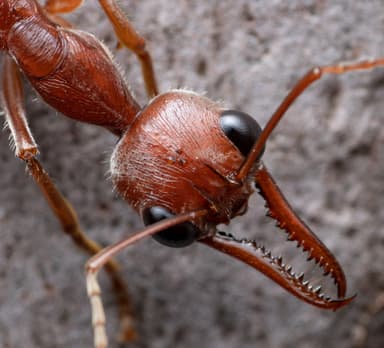 Myrmecia brevinoda — queen photo 221
