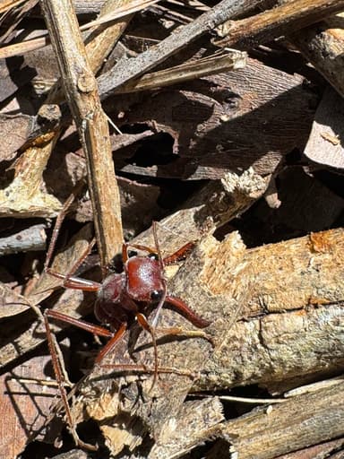 Myrmecia brevinoda photo 223