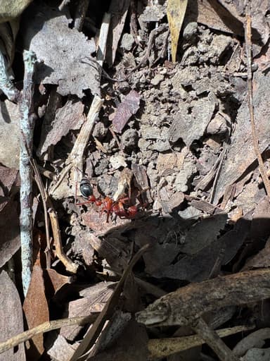 Myrmecia brevinoda photo 225