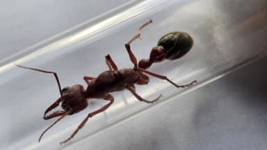 Myrmecia brevinoda photo 226