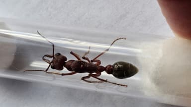 Myrmecia brevinoda photo 231