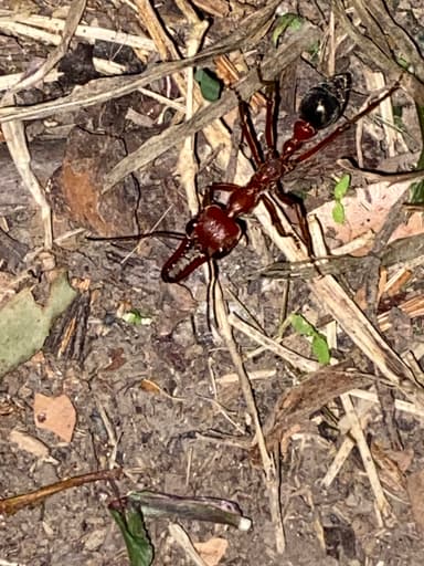 Myrmecia brevinoda photo 232