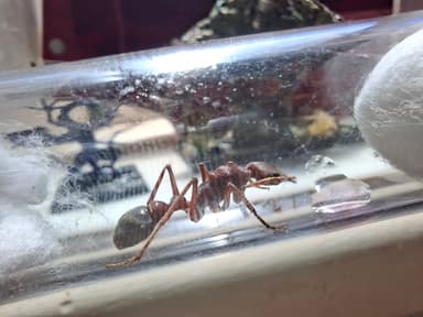 Myrmecia brevinoda photo 237