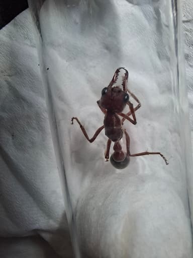 Myrmecia brevinoda photo 238