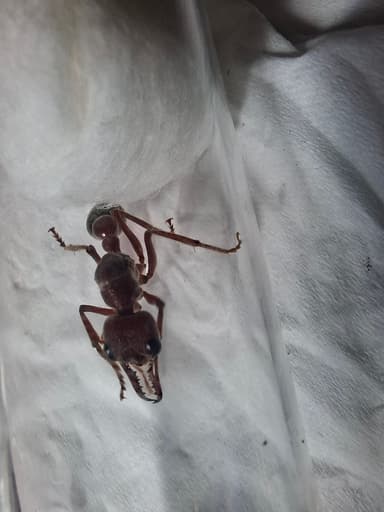 Myrmecia brevinoda photo 239
