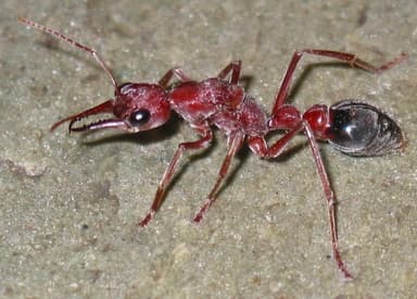 Myrmecia brevinoda photo 243