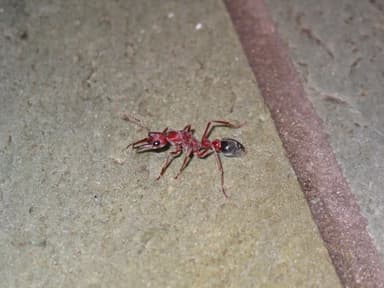 Myrmecia brevinoda photo 254