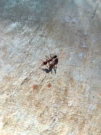Myrmecia brevinoda photo 258