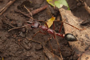 Myrmecia brevinoda photo 267