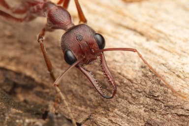 Myrmecia brevinoda photo 270