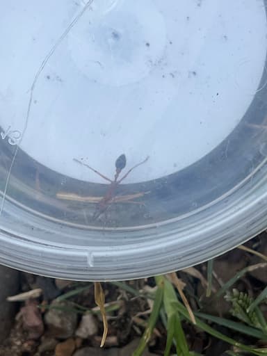 Myrmecia brevinoda photo 287