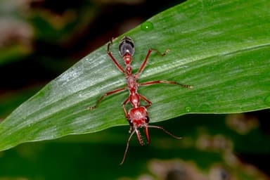 Myrmecia brevinoda photo 302