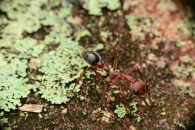 Myrmecia brevinoda photo 308